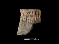 陶罐藏品圖，第1張